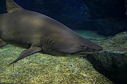 Siam Ocean World Bangkok_3310.JPG